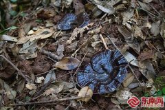 2024年全县累计种植面积达4.0